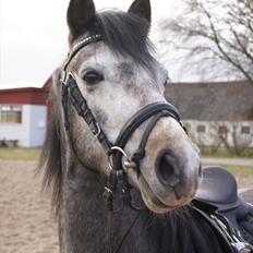 DSP Toftegaards Knighthood 