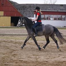 DSP Toftegaards Knighthood 