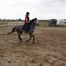 DSP Toftegaards Knighthood 