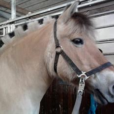 Fjordhest Stella<3 (Part) 