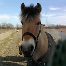 Fjordhest Stella<3 (Part) 