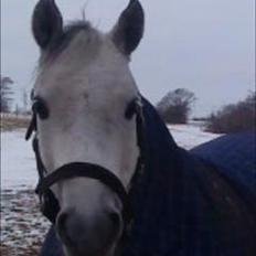 Welsh Pony (sec B) Bjerregårds Hamos