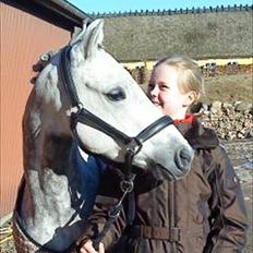 Welsh Pony (sec B) Bjerregårds Hamos