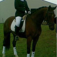 Dansk Varmblod Refsgaards Cheval solgt