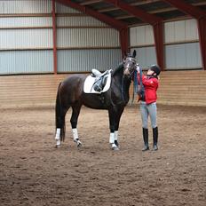 Dansk Varmblod Vesterdams Donorika (Denorika)