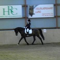 Dansk Varmblod caron(lånehest)