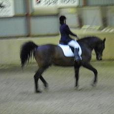 Dansk Varmblod caron(lånehest)