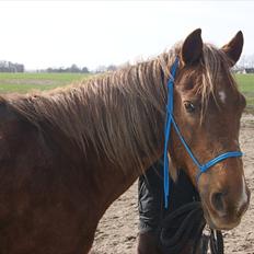 Anden særlig race Sigurd min prins <3!