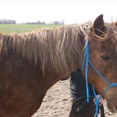 Anden særlig race Sigurd min prins <3!