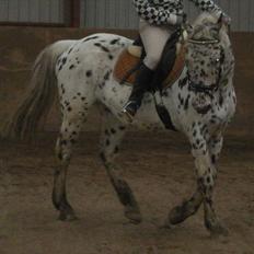 Knabstrupper brisco (himmel hest 2017)