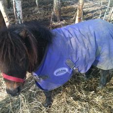 Shetlænder Cindy (solgt)