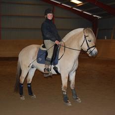 Fjordhest Harnbjergårds Andante