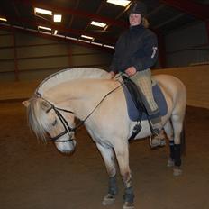 Fjordhest Harnbjergårds Andante