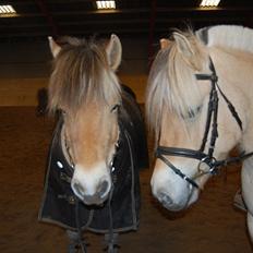Fjordhest Harnbjergårds Andante