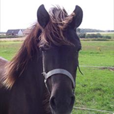 Islænder Nanna fra Sjørslev