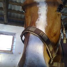 Dansk Varmblod Victor