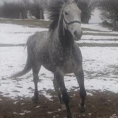 Fuldblod (XX) Le Romance (aflivet)