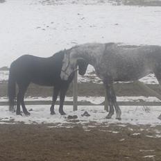 Fuldblod (XX) Le Romance (aflivet)