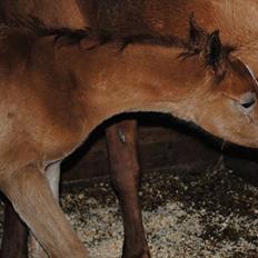 Arabisk fuldblod (OX) Majjar APN - SOLGT
