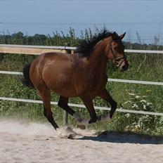 Dansk Varmblod Luega Love