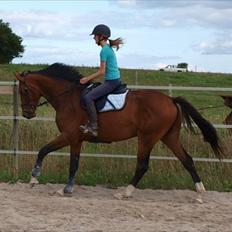 Dansk Varmblod Luega Love