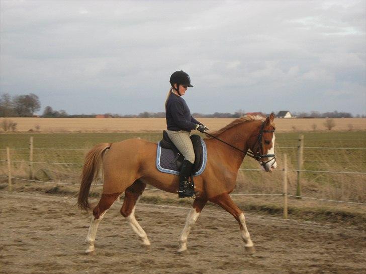 Hollandsk Sportspony Patser (Charlie) billede 8