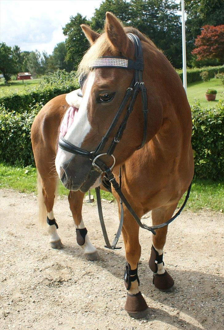 Tysk Sportspony Sultan <3  Solgt :'( - Glansbillede :) billede 5