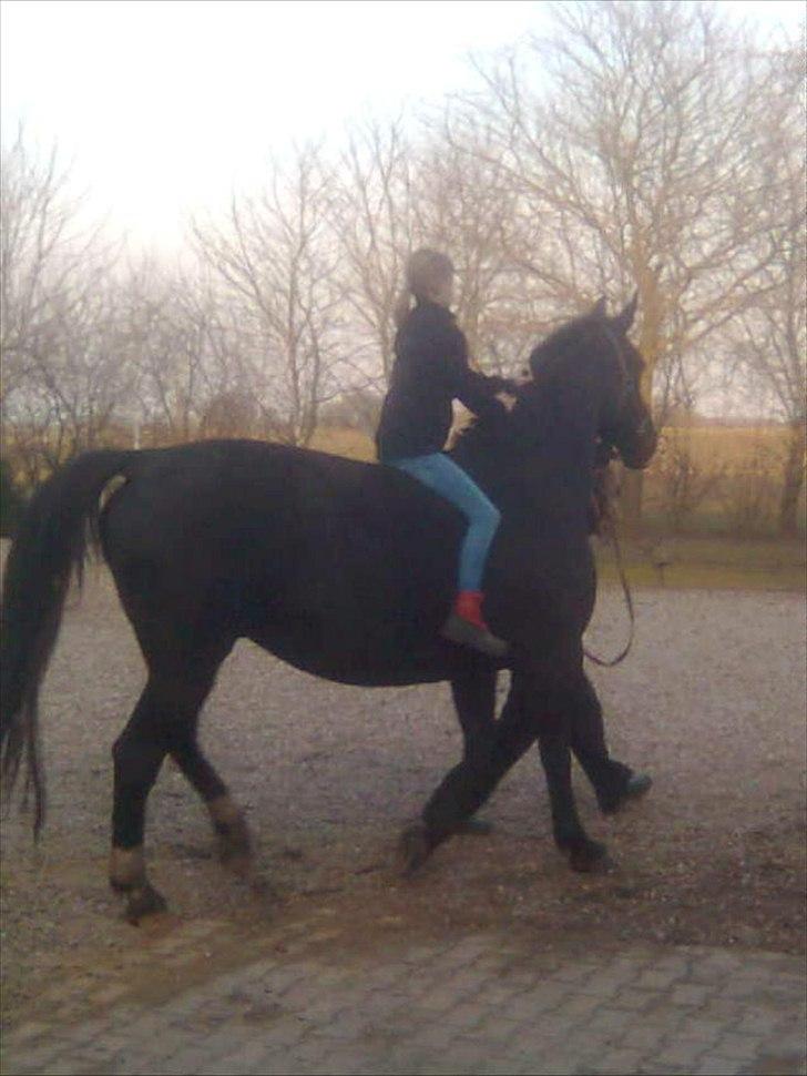 Oldenborg Celeste  billede 5