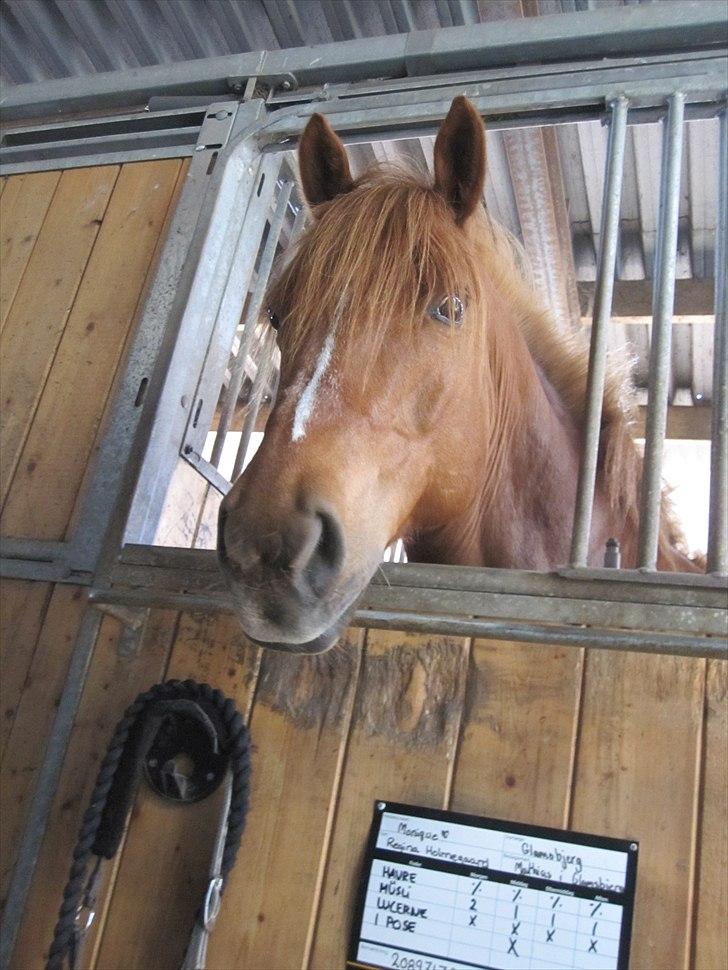 Anden særlig race Monique *Tyksakken*<3 - Hun er bare dejlig <3 Maj 2011 Foro: mig billede 8