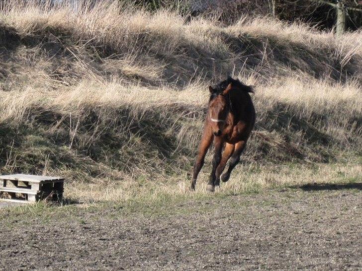 Dansk Varmblod Lillegårdens Daytona - Nina og Anne Sofie var på besøg og havde Anne Sofies kamara med:)  billede 7