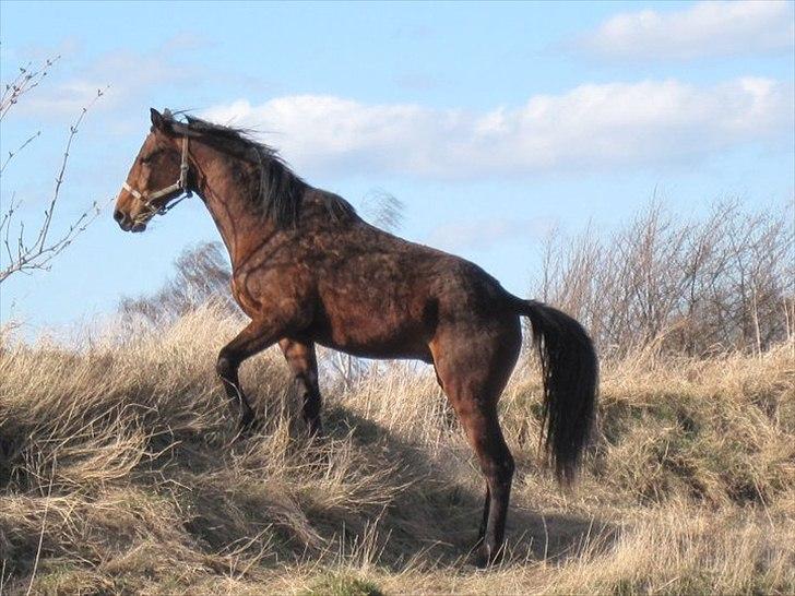 Dansk Varmblod Lillegårdens Daytona billede 8