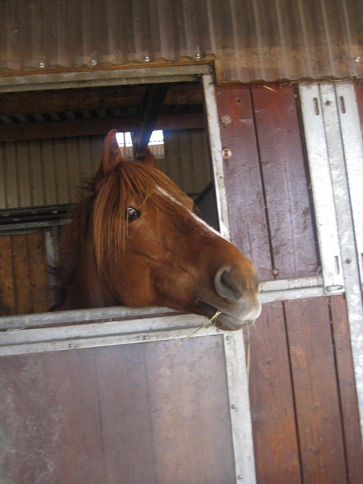 Anden særlig race Monique *Tyksakken*<3 - Smukke! April 2011 Foto: miig billede 10