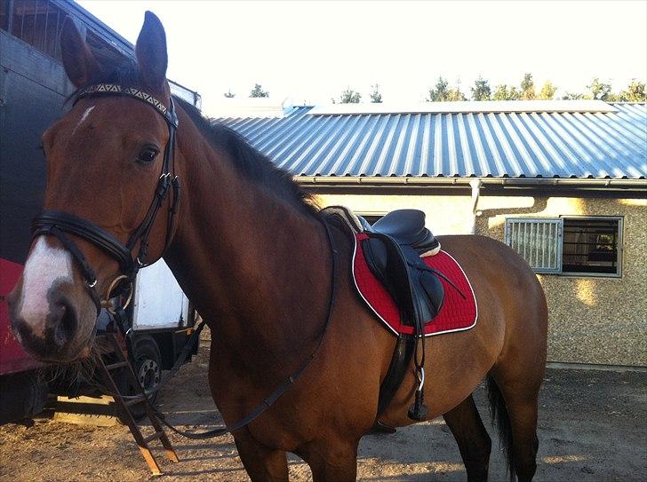 Dansk Varmblod Cias Moonlight - Efter springundervisning en dejlig forårsdag billede 14