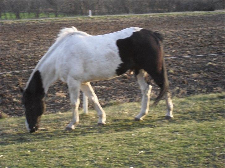 Paint Dixie - 6) billede 7