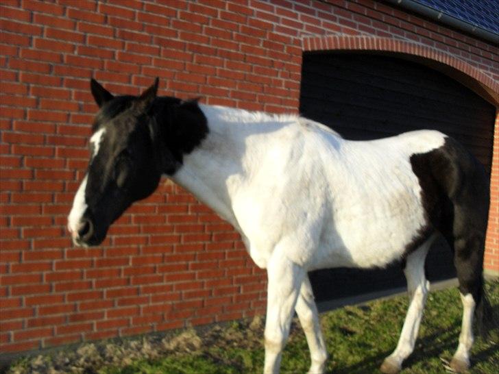 Paint Dixie - 7) billede 8