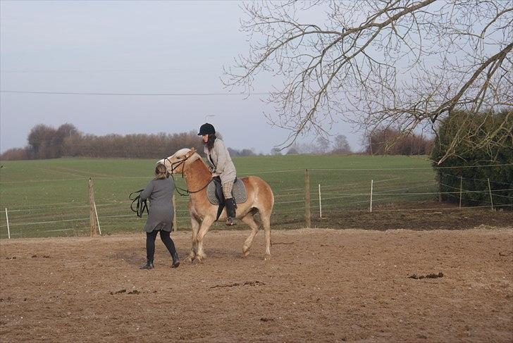 Haflinger Pasja - uh første gang rytter på ryggen billede 5