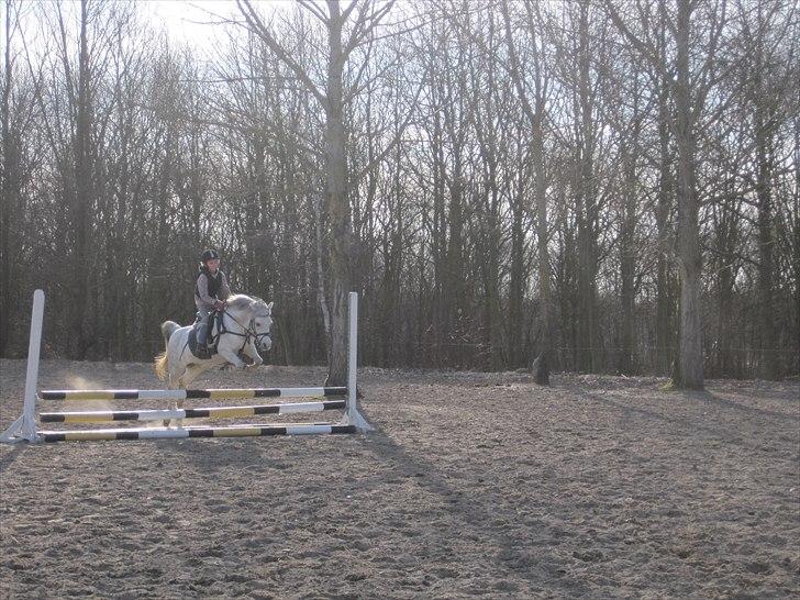 Welsh Mountain (sec A) Nelly - Nelly var super sød., den dag billede 4