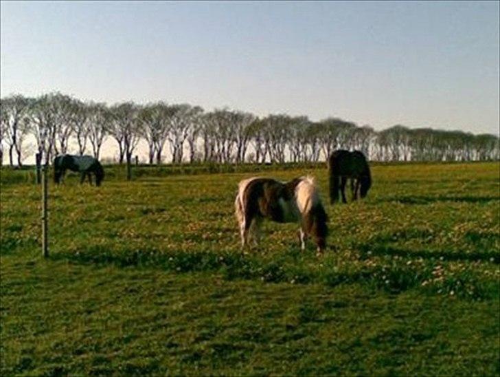 Shetlænder Bertram - Sommer <3 billede 15