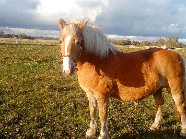 Tyroler Haflinger Bella Bionda af Rønhøj billede 1