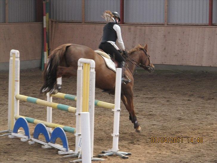 Hollandsk Varmblod TWILIGHT  - Træningsstævne på aags :)  billede 7