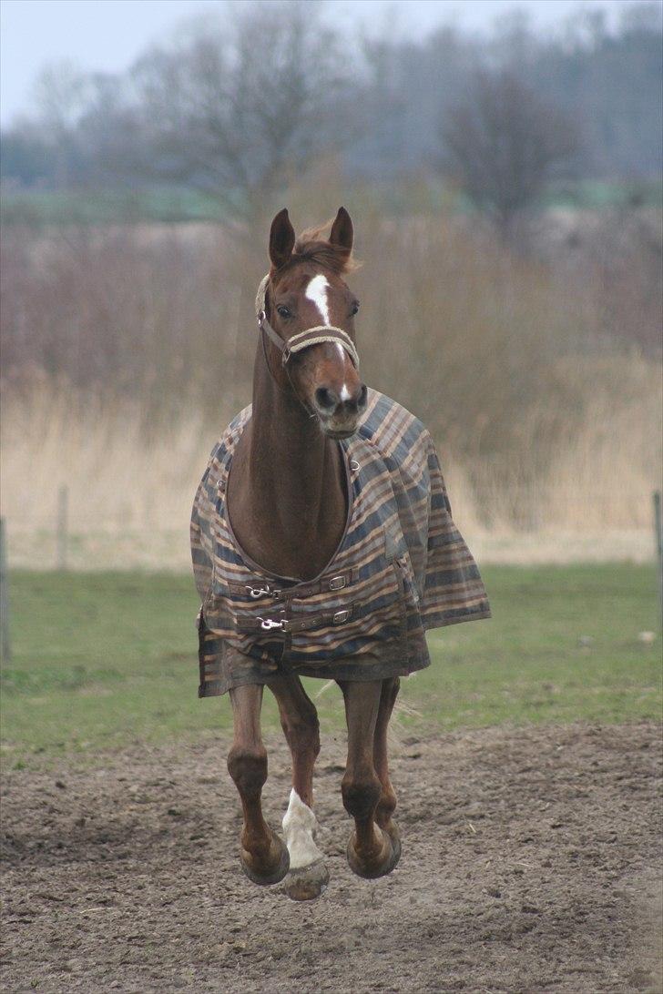 Anden særlig race Donna - Glad foldhest april 2011 billede 11