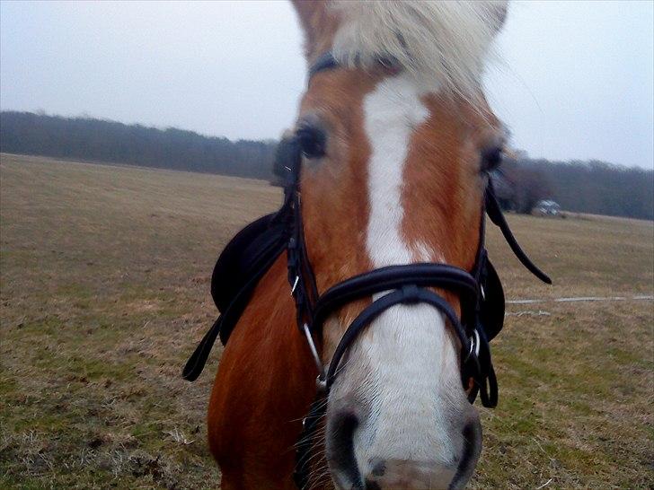 Tyroler Haflinger Bella Bionda af Rønhøj billede 2