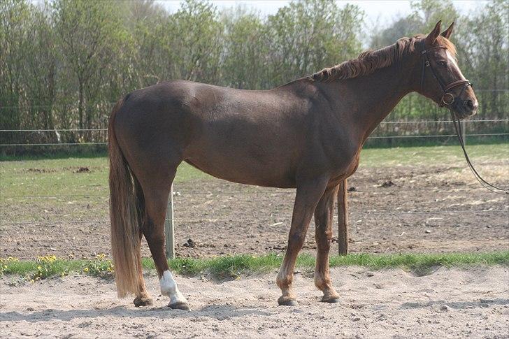 Anden særlig race Donna - Opstilling april 2011 billede 17