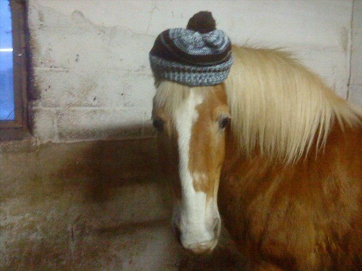 Tyroler Haflinger Bella Bionda af Rønhøj billede 3