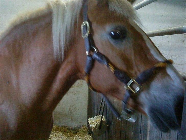 Tyroler Haflinger Bella Bionda af Rønhøj billede 4