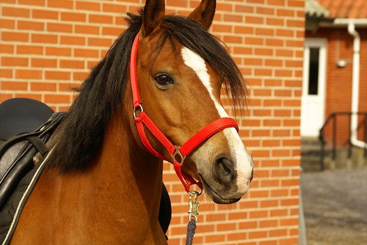 DSP Bæklunds Lombard billede 2