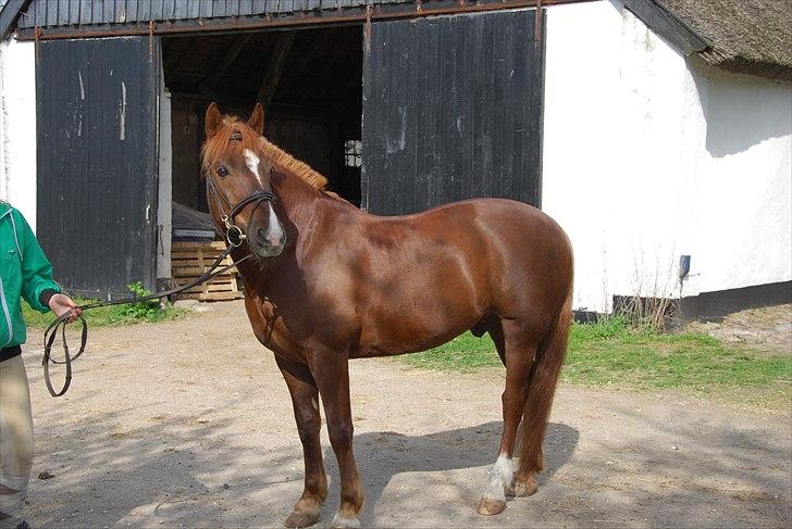 New Forest Igor billede 13