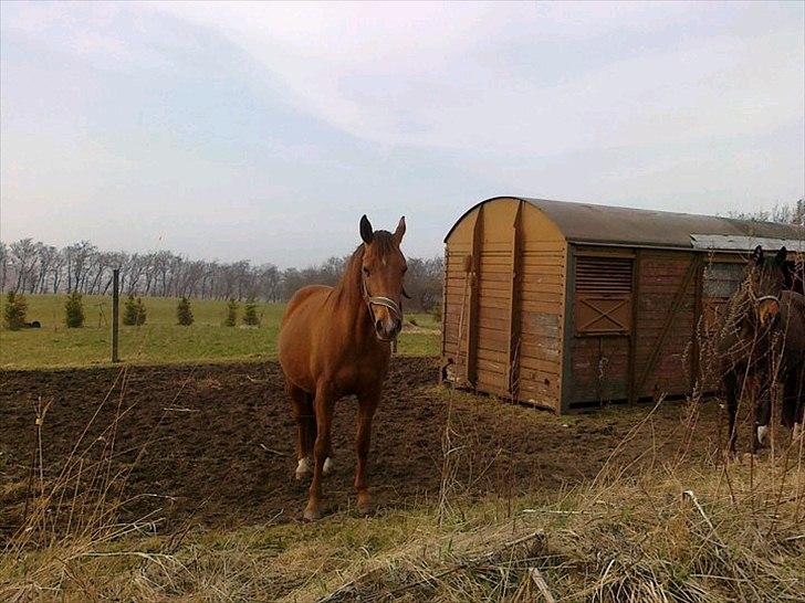 Dansk Varmblod Linetta - Nu er det lige ved at være opover at hun skal fole:)  billede 12