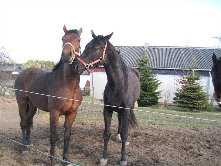 Dansk Varmblod Lillegårdens Daytona - Toni sammen med sin hel bror Don Karnage. Og nej de ligner bare overhovedet ikke hianden:D billede 9