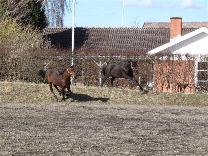 Dansk Varmblod Lillegårdens Daytona - Vi kan løbe stærkt! billede 10